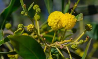 the beginning of mimosa flowering in Cyprus 3 photo