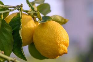 amarillo agrios limón frutas y verde hojas en el jardín. agrios limón creciente en un árbol rama primer plano.19 foto
