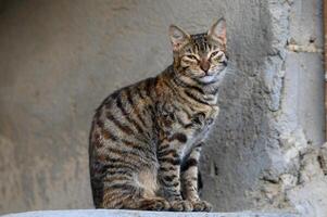 atigrado gato en el antecedentes de un hormigón pared 2 foto