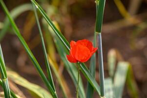 rojo amapola flor en el medio de un campo de verde espiguillas foto