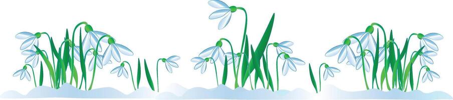 Spring came Snowdrops blooming National Women's Day vector