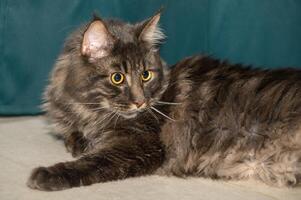 Maine Coon lies on the floor on a green background 2 photo