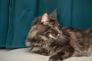 beautiful Maine Coon with yellow eyes on a green background 2 photo