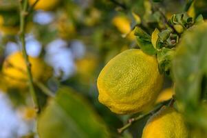 amarillo agrios limón frutas y verde hojas en el jardín. agrios limón creciente en un árbol rama primer plano.18 foto