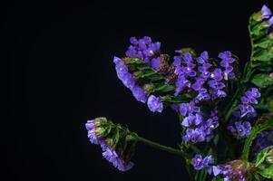 Kermek, limonium, statice, is a popular flower in the Mediterranean. 4 photo
