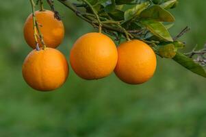 Close-up of ripe oranges hanging on a tree in an orange plantation garden 3 photo