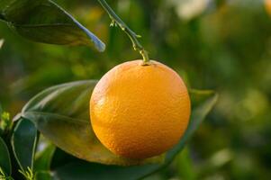 An orange tree in the Orange Orchard at the final harvest of each season.2 photo