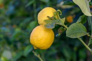 limón. maduro limones colgando en un limón árbol. creciente limón 8 foto