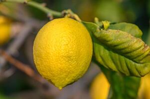 agrios limón frutas con hojas aislado, dulce limón frutas en un rama con trabajando camino.10 foto