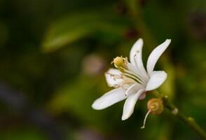 lemon flower on branches in lemon garden 2 photo