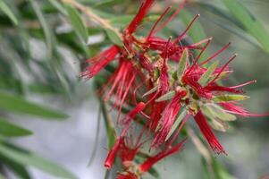 red tropical decorative flowers in cyprus 3 photo