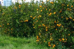 orange tree branches with ripe juicy fruits. natural fruit background outdoors.1 photo