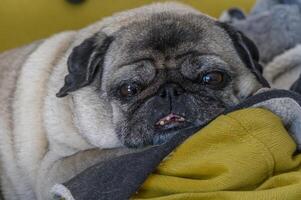 old pug lies on yellow pillows 3 photo