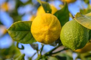 amarillo agrios limón frutas y verde hojas en el jardín. agrios limón creciente en un árbol rama de cerca. 14 foto