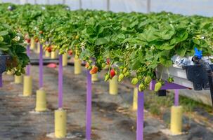 Strawberries ripen in a greenhouse on a farm in Cyprus 3 photo