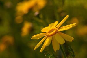 beautiful yellow flowers in the field at sunset 5 photo