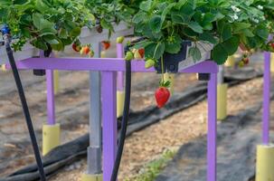 Strawberries ripen in a greenhouse on a farm in Cyprus 8 photo