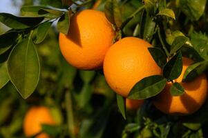 Bouquet of ripe oranges hanging on a tree, Cyprus, Gaziveren 4 photo