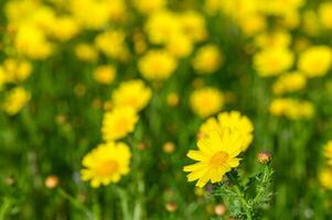 Yellow chamomile flowers on a dark green garden background 2 photo