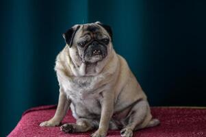 Senior pug resting at home 6 photo