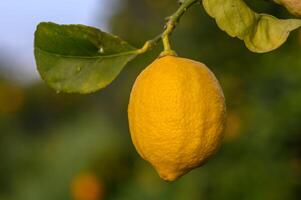 Yellow citrus lemon fruits and green leaves in the garden. Citrus lemon growing on a tree branch close-up.4 photo