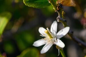 Lemon flowers on the tree with blurred flowers background 3 photo