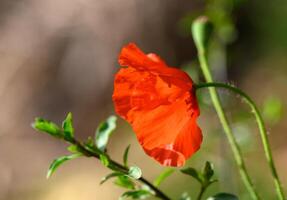 Open bud of red poppy flower in the field photo