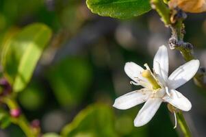 Lemon flowers on the tree with blurred flowers background 8 photo
