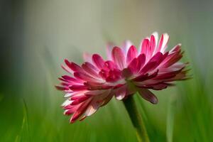 white-pink magarita flower is beautiful and delicate on a blurred grass background 13 photo