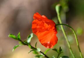 Open bud of red poppy flower in the field 2 photo