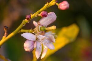 Spring nature background with lovely blooming almonds in pastel banner. Springtime concept photo