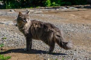 tabby cat in winter in Cyprus 2 photo