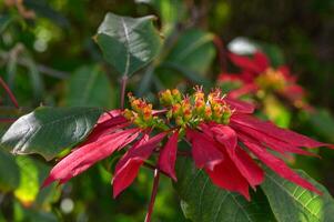 rojo tropical flores floración en el calle en Chipre 3 foto