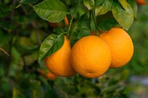 Close-up of ripe oranges hanging on a tree in an orange plantation garden 1 photo