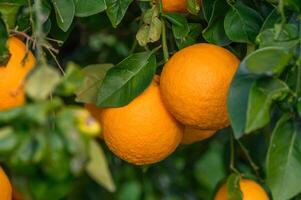 Close-up of ripe oranges hanging on a tree in an orange plantation garden 2 photo