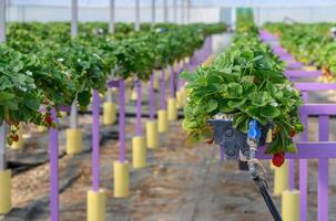 Strawberries ripen in a greenhouse on a farm in Cyprus 7 photo