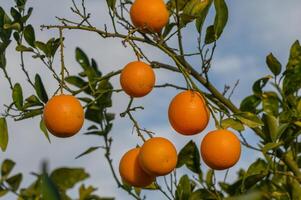 orange tree branches with ripe juicy fruits. natural fruit background outdoors 3 photo