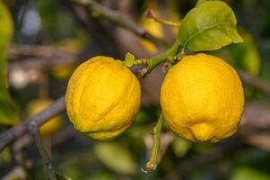 Bunch of Lemon fruit over green natural garden Blur background, Lemon fruit with leaves in blur background. 4 photo