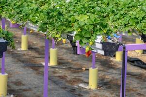 Lush growth of strawberries in a greenhouse, Northern Cyprus 3 photo