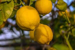 amarillo agrios limón frutas y verde hojas en el jardín. agrios limón creciente en un árbol rama primer plano.3 foto