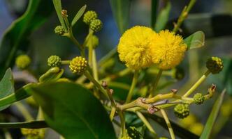 the beginning of mimosa flowering in Cyprus 4 photo