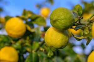 amarillo agrios limón frutas y verde hojas en el jardín. agrios limón creciente en un árbol rama primer plano.12 foto