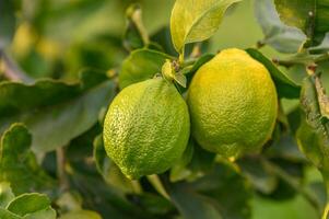 Yellow citrus lemon fruits and green leaves in the garden. Citrus lemon growing on a tree branch close-up.20 photo