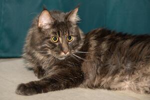 Maine Coon lies on the floor on a green background 3 photo