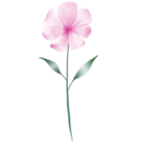 uma Rosa aguarela flor png