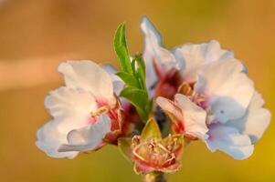 primavera naturaleza antecedentes con encantador floreciente Almendras en pastel bandera. primavera concepto 7 7 foto
