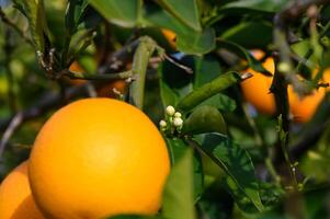 Ripe oranges hanging between the leaves on the branches of the trees of an organic citrus grove, in winter. Traditional agriculture. 9 photo