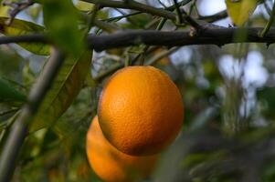 maduro naranjas colgando Entre el hojas en el ramas de el arboles de un orgánico agrios arboleda, en invierno. tradicional agricultura. 2 foto