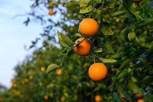 Orange citrus plantations with rows of orange trees, new harvest of sweet juicy oranges 1 photo