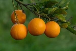 naranja agrios plantaciones con filas de naranja árboles, nuevo cosecha de dulce jugoso naranjas 2 foto